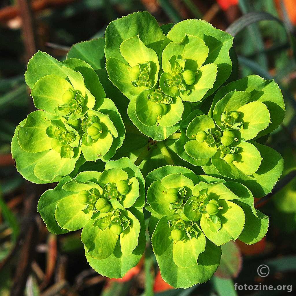Mlječika suncogled,  Euphorbia helioscopia