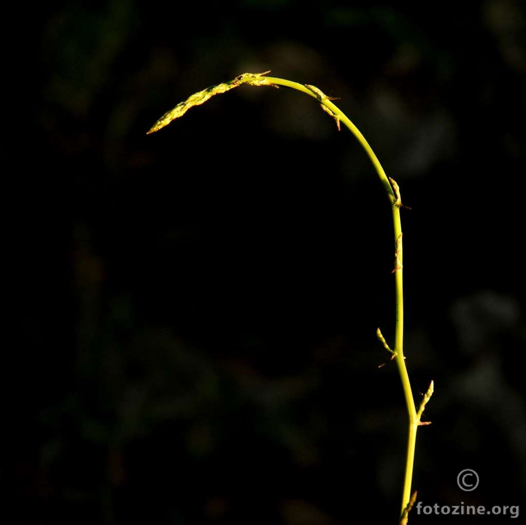 Oštrolisna šparoga, Asparagus acutifolius