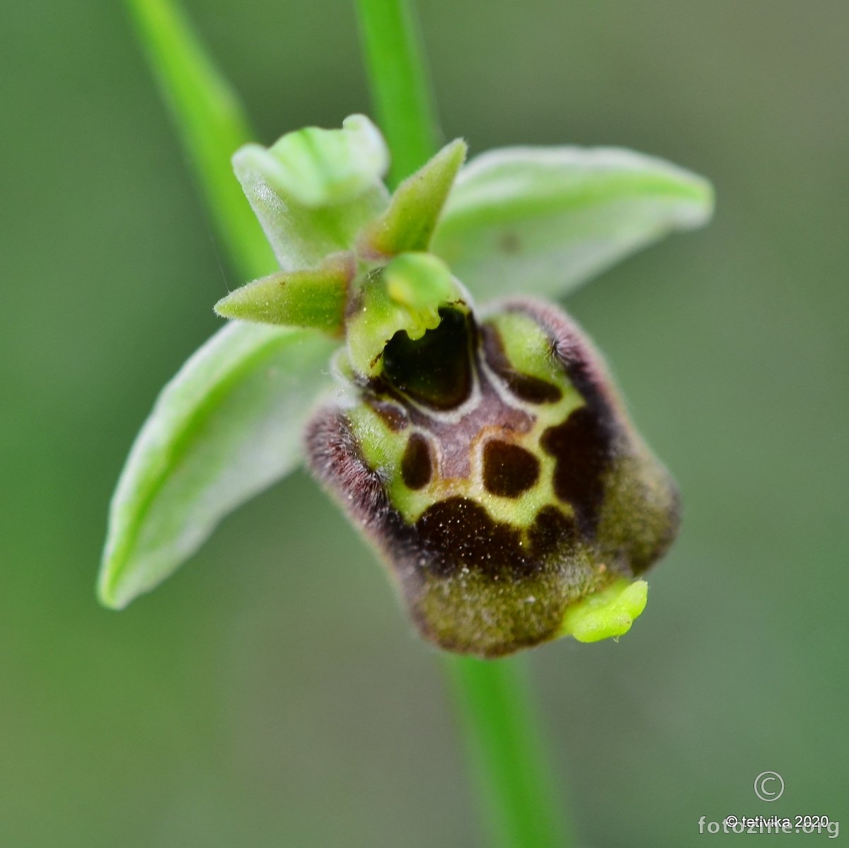 Ophrys untchjii