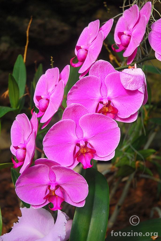 Orhideja, Phalaenopsis