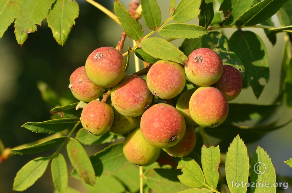 Oskoruša, Sorbus domestica