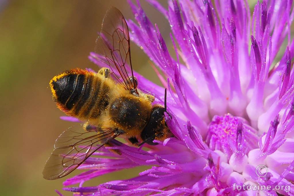 Solitarna pčela, Osmia rufa 