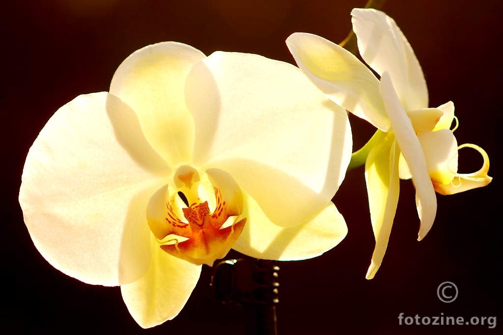 Phalaenopsis aphrodite (Moon Orchid)