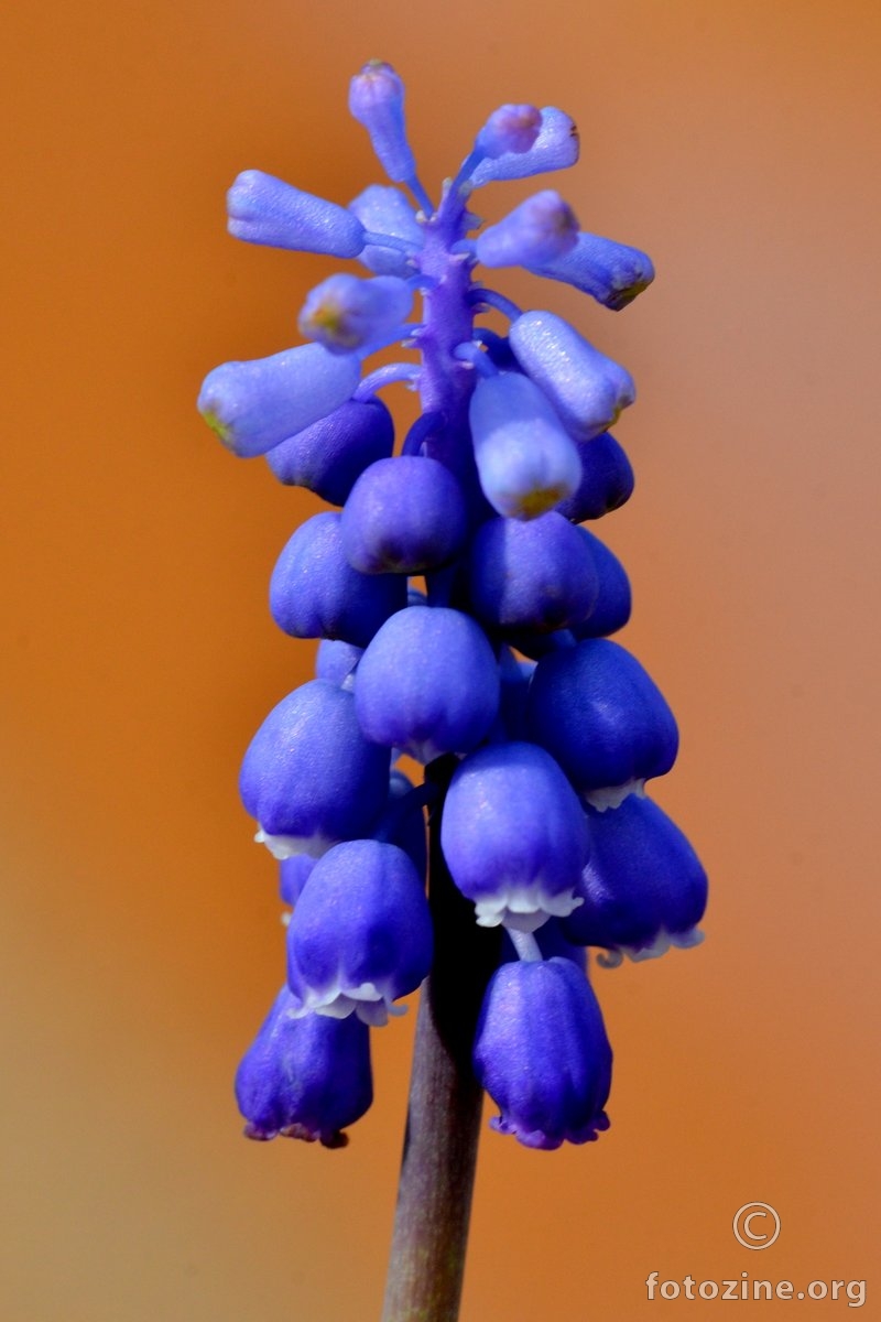 Presličica, Muscari racemosum