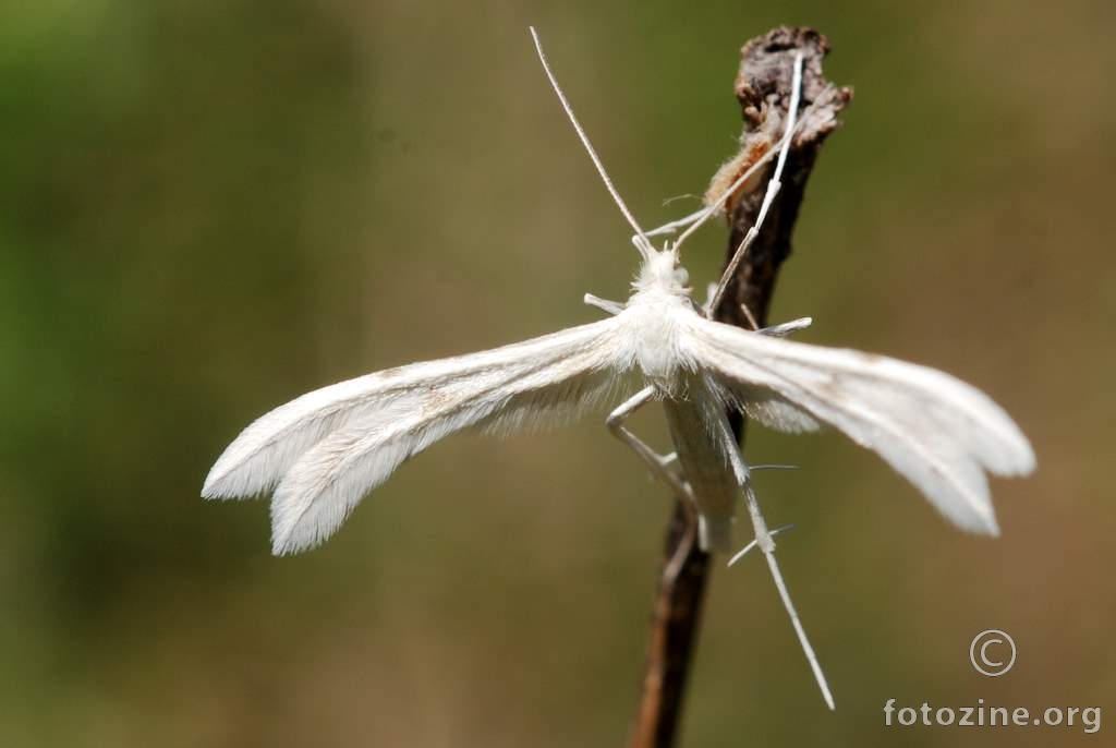 Bijeli moljac, Pterophorus pentadactylus