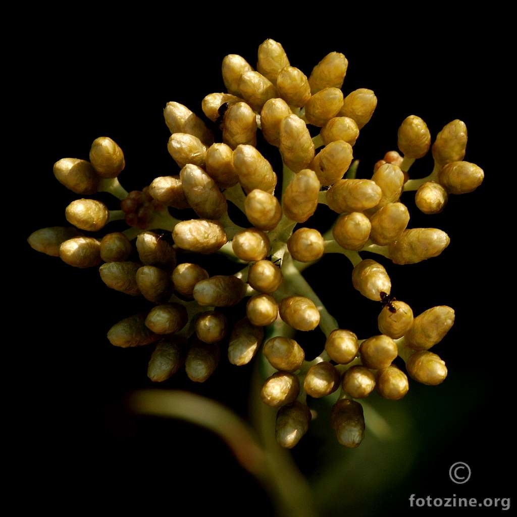 Smilje, Helichrysum italicum