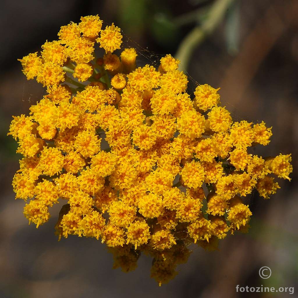 Smilje, Helichrysum italicum