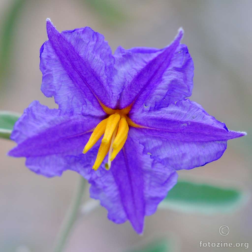 Srebrnolisna pomoćnica, Solanum elaeagnifolium