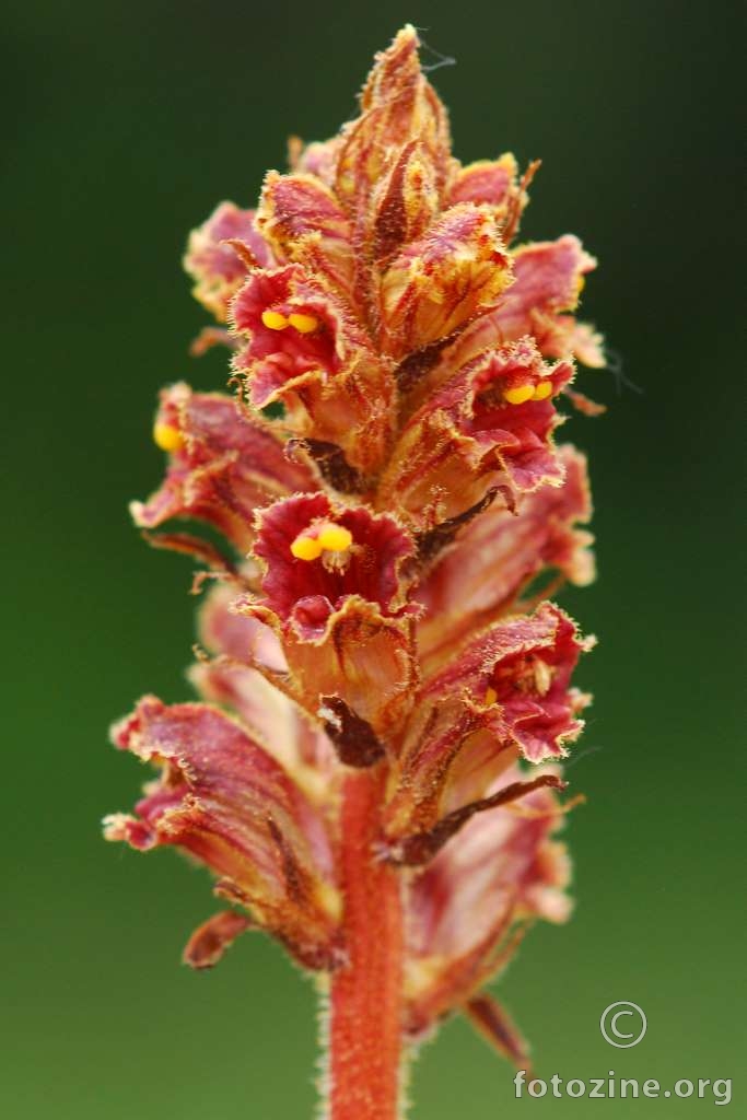 Volovod, Orobanche sp.