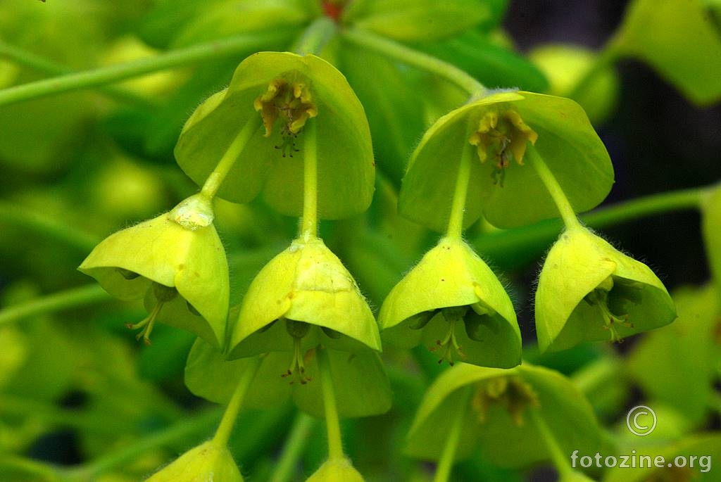 Vulfenova mlječika, Euphorbia wulfenii