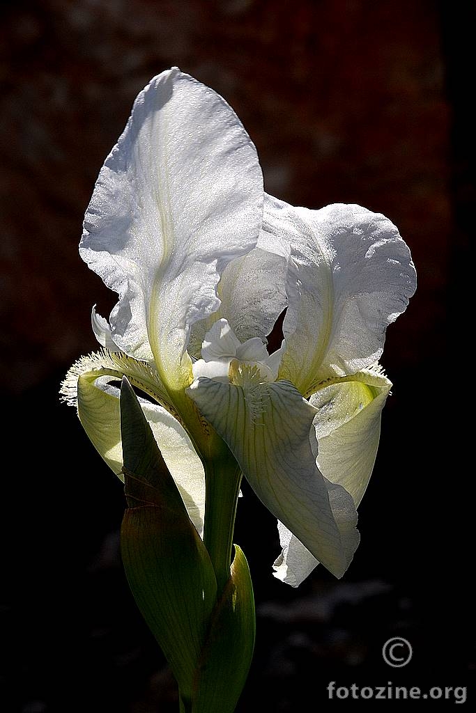 Bijela perunika, Iris germanica 