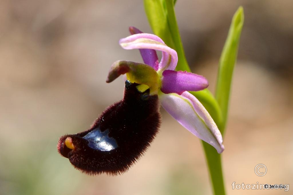 Bertolonijeva kokica, Ophrys bertolonii moretti