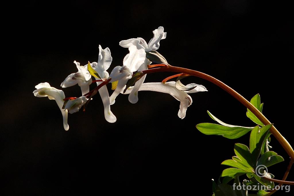 Šupaljka, Fumariaceae