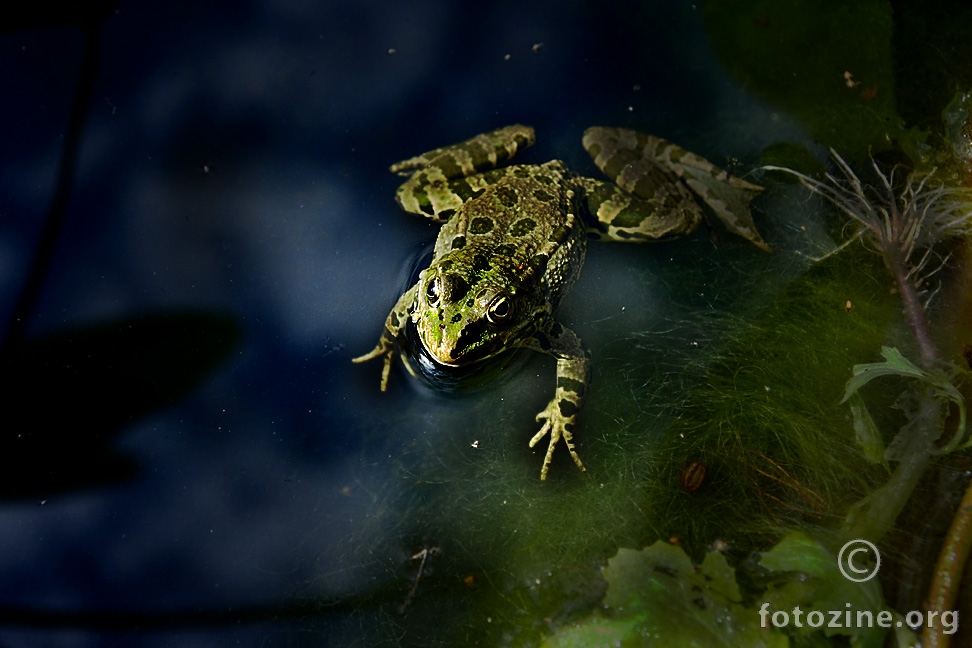crispy frog
