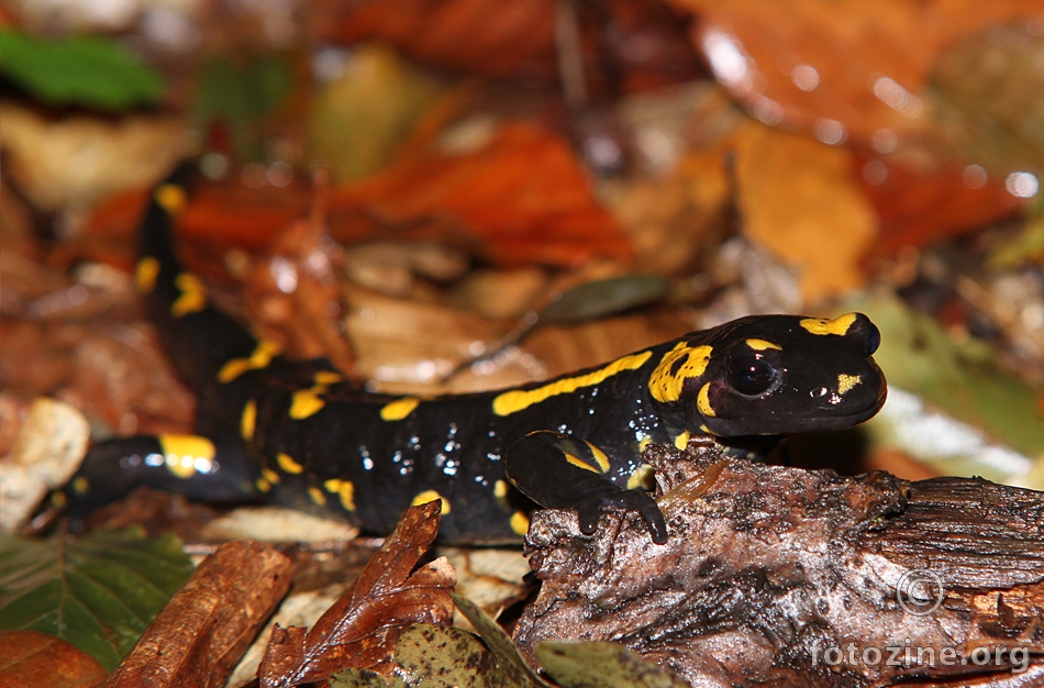 Pjegavi daždevnjak ( Salamandra salamandra L.)