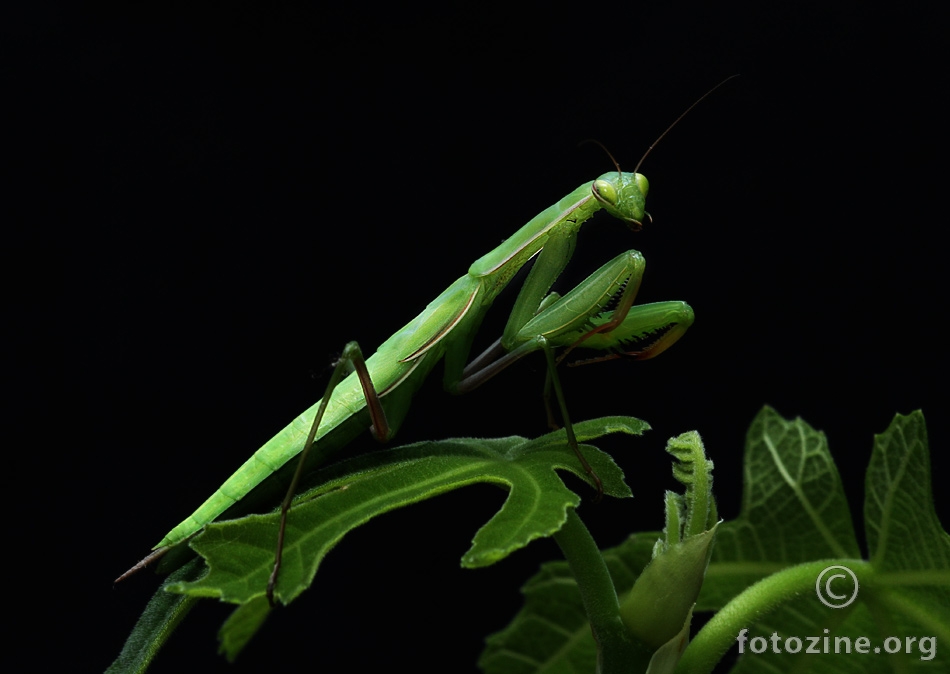 Bogomoljka (Mantis religiosa)