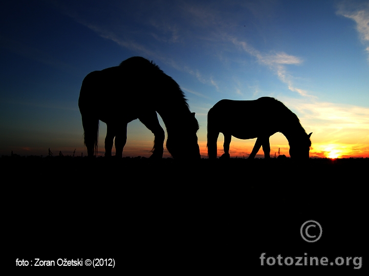 Konji u sumrak