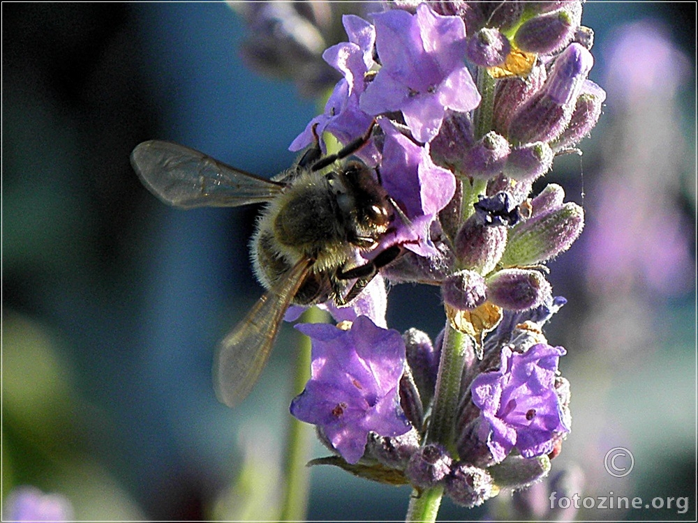 pčela na lavandi