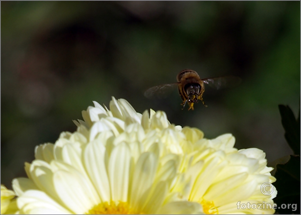 pčela u akciji