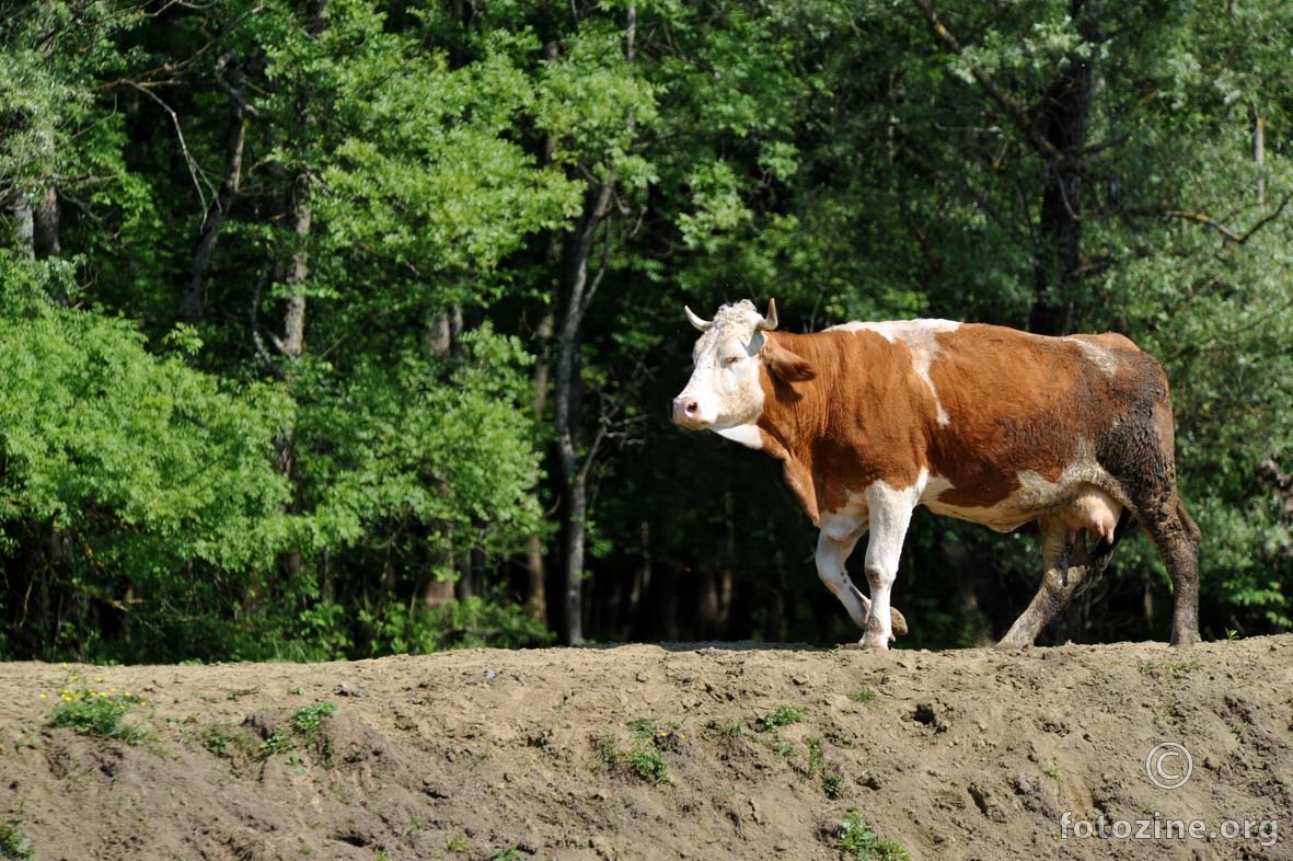 hod po modnoj pisti Pašnjaka Iva
