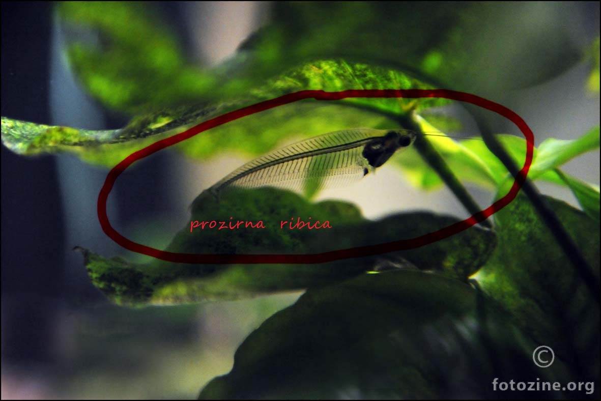 prozirna ribica