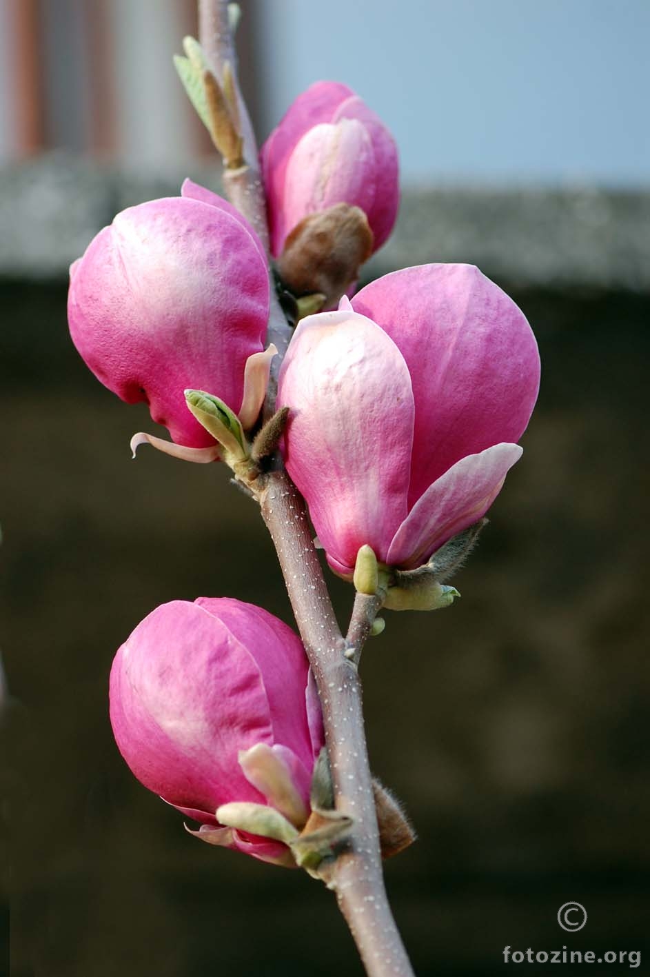 magnolija....