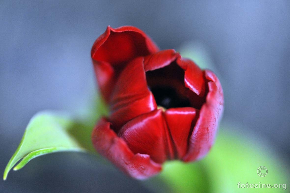tulipanov zijev