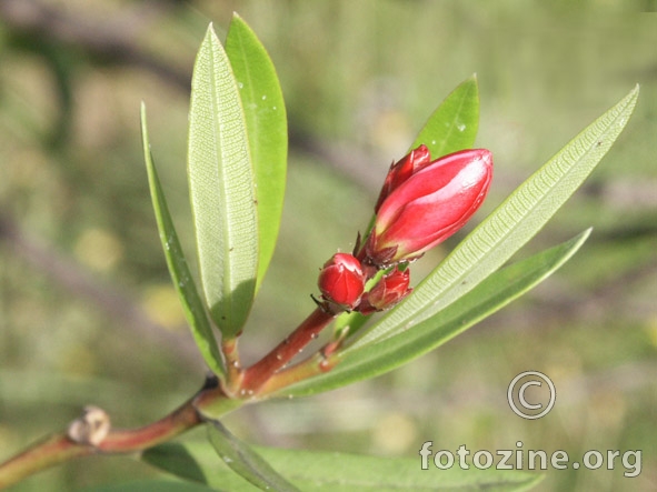 oleander pup