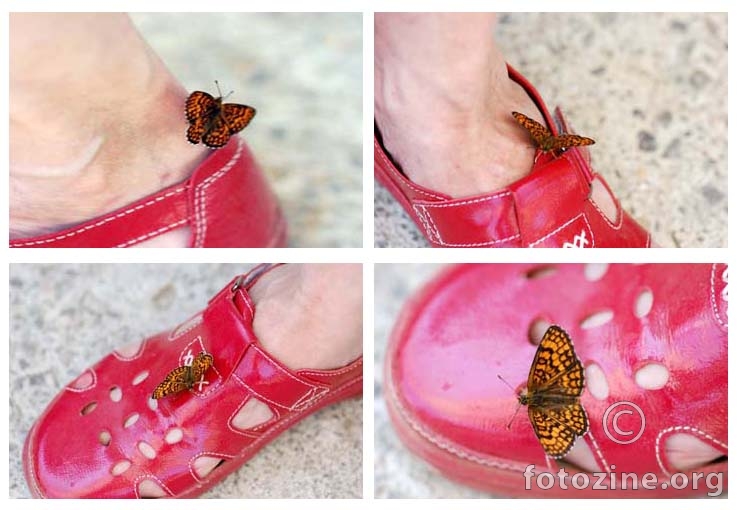 leptir voli cipele...
