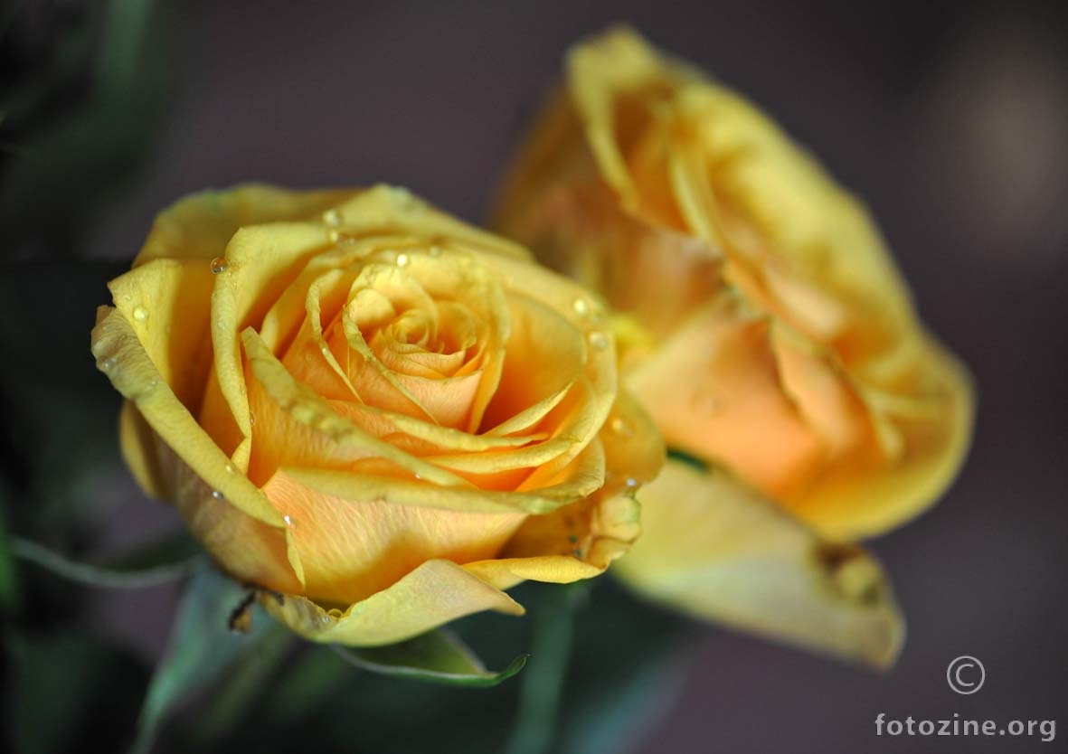 žute ruže iz Texasa 2