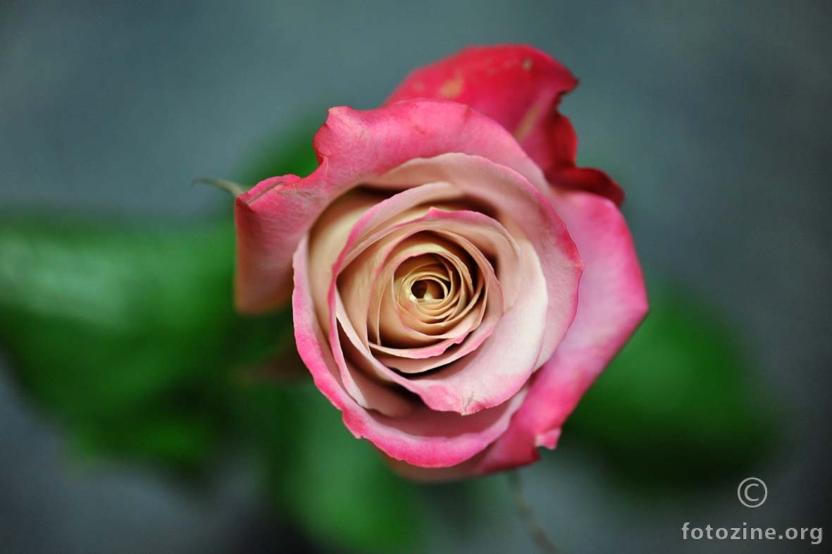 ruža neobične boje