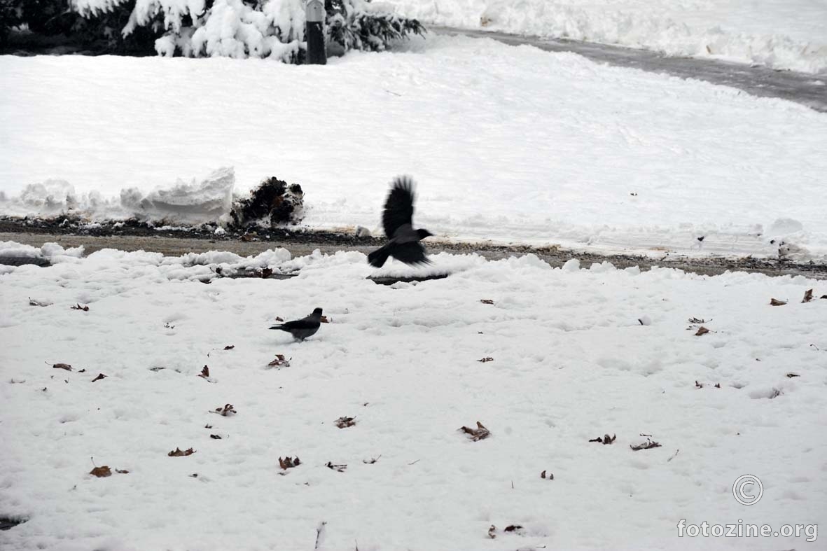 i sivim vranama je hladno - ovo bijelo čudo iznenadno...