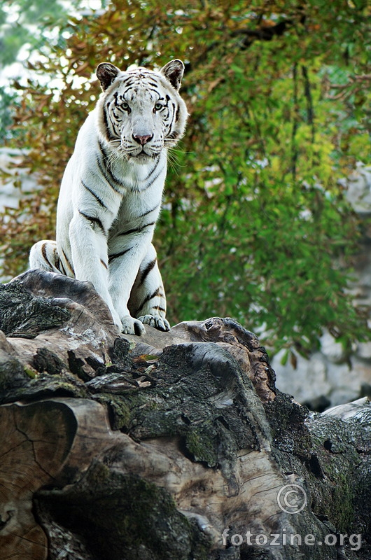 The Land of White Tigers