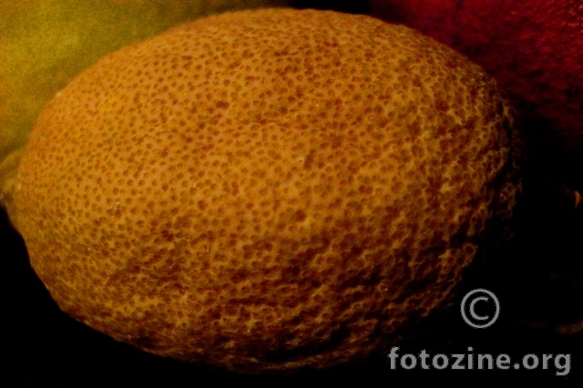 Čika limun