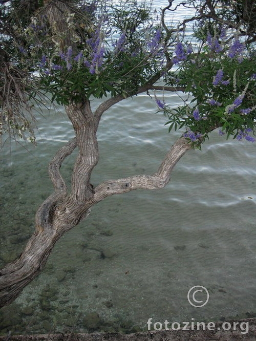 ,.,.,.,.,.,.   ,.,.,., .,.,., .,. ., .