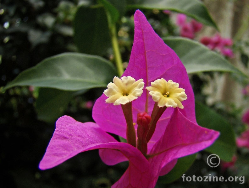 tropical 4''Bougainvillee''