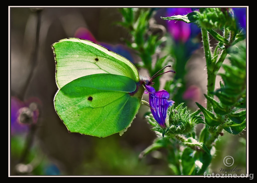 Zeleni leptir