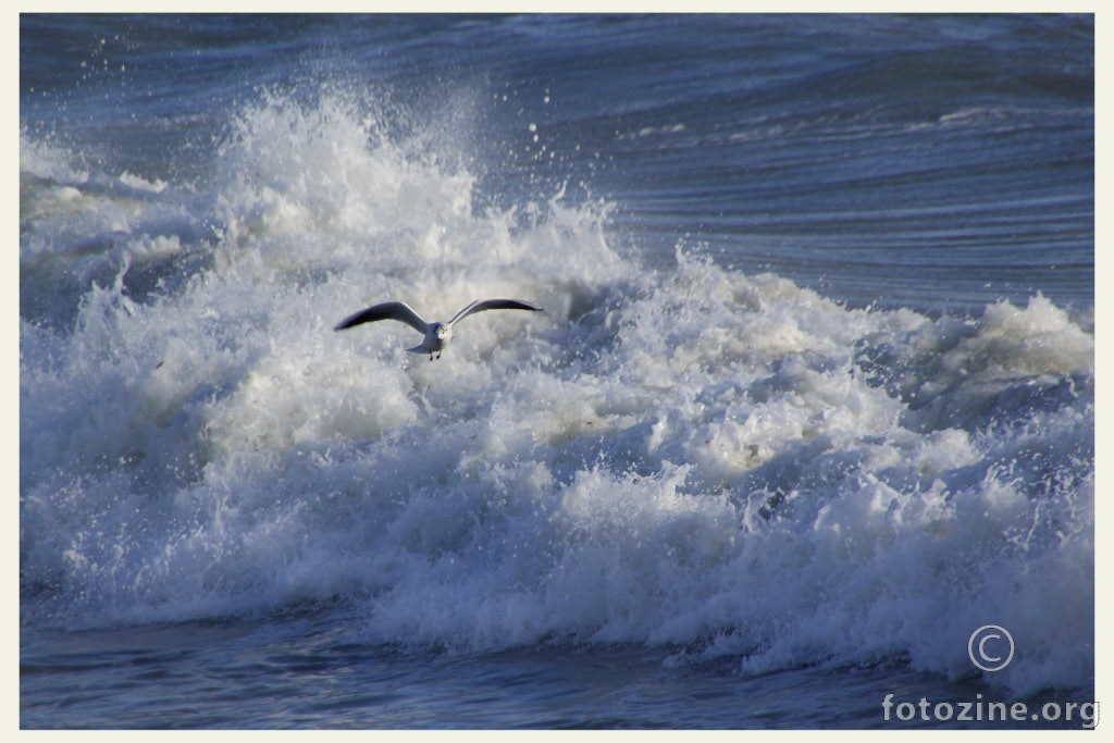 Sea and Sea gull