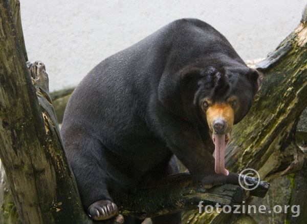 Malajski medvjed