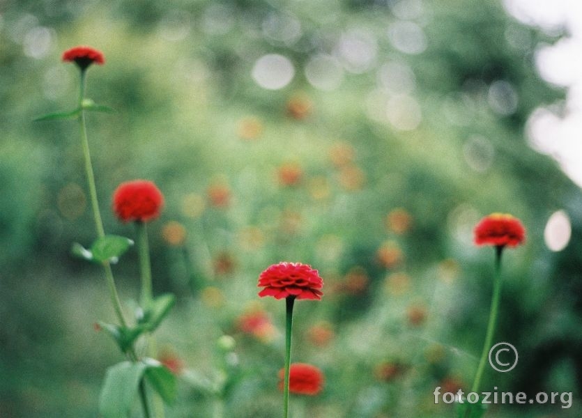 crveni cvijet