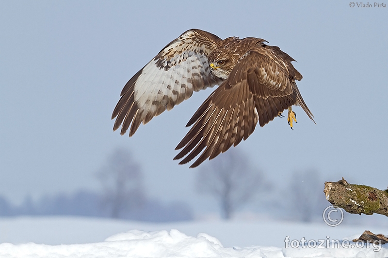 Buteo, Škanjac Buteo
