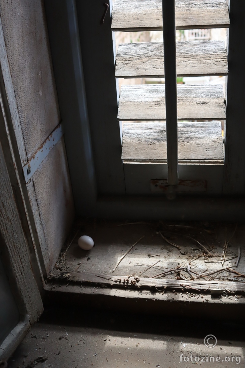 staro jaje goluba na prozoru