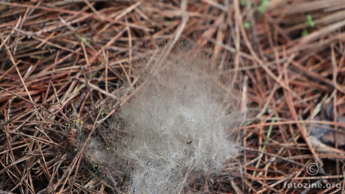 vuna od gljivca