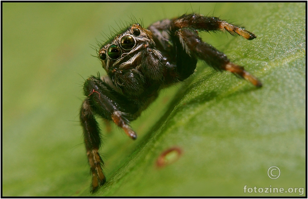 Black jumping spider :)