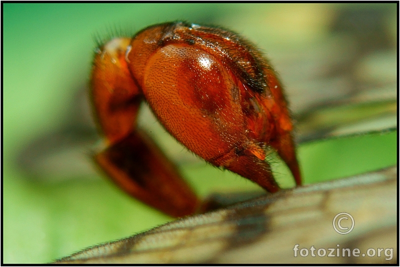 Closeup žalca škorpion muhe :)