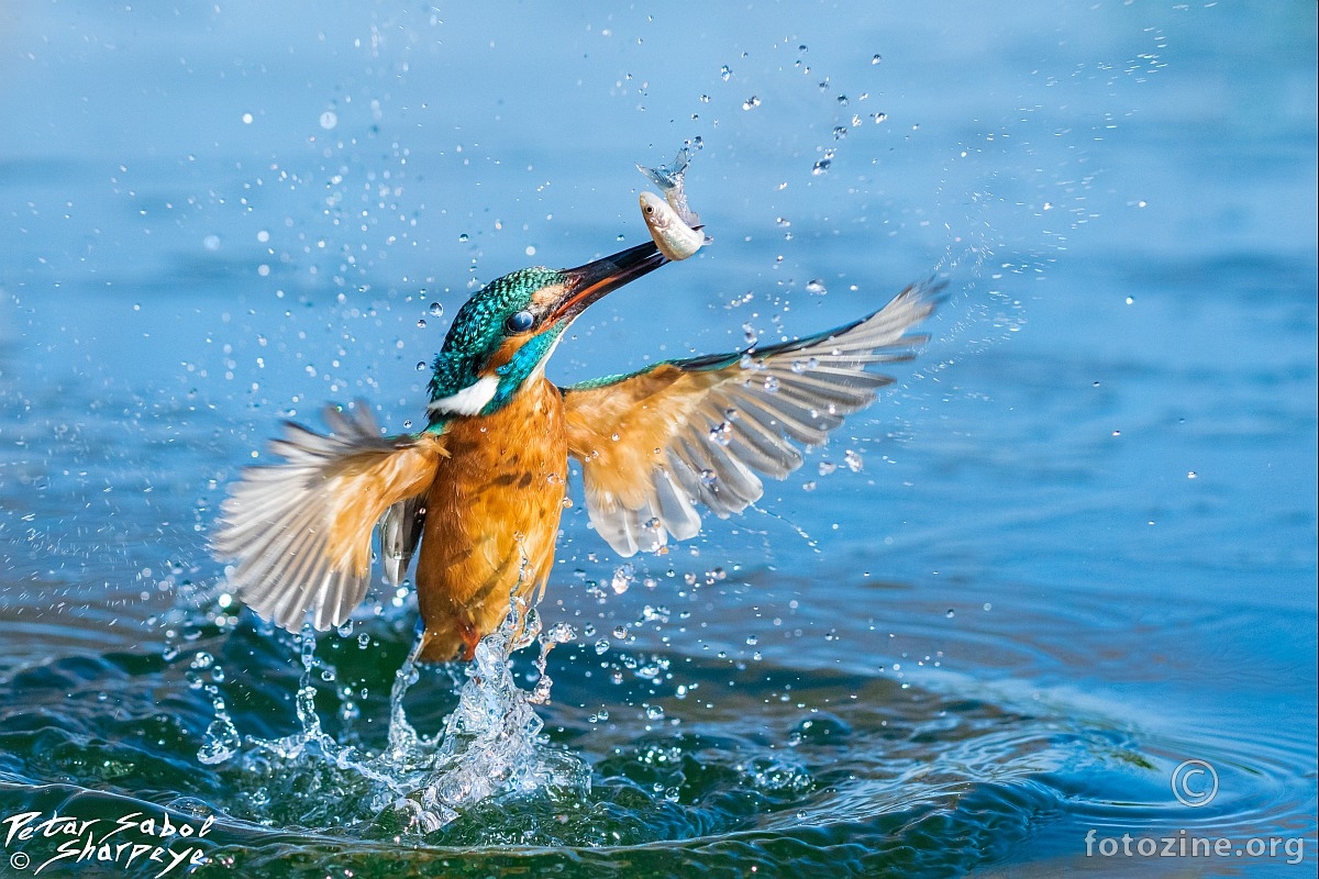 Kingfisher in action