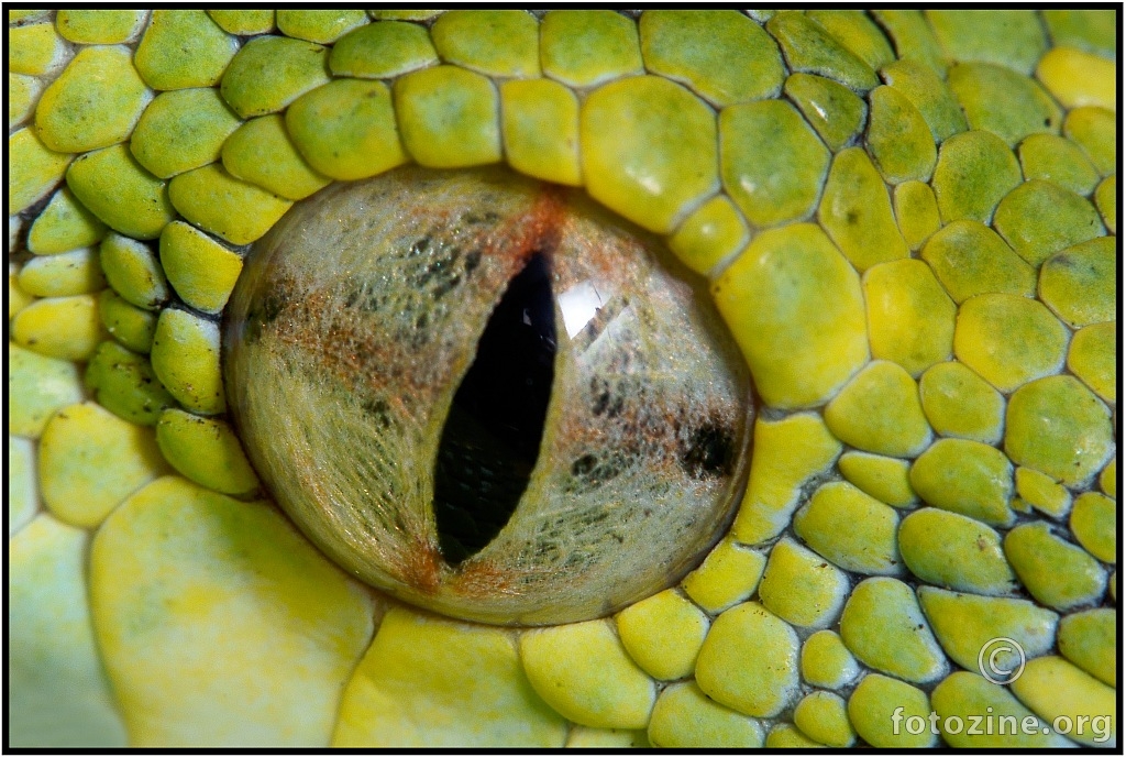 Oko zelenog pitona
