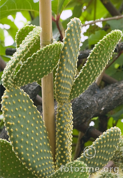 Kaktus-3