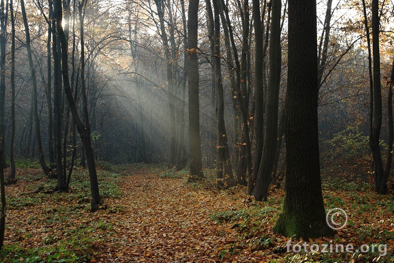 šuma bosanska