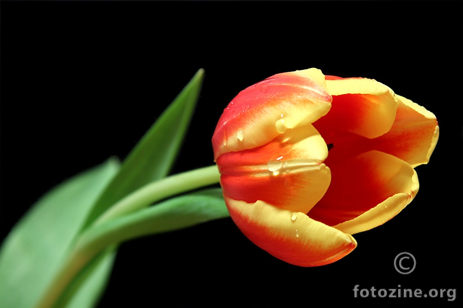 Prvi ovogodisnji tulipan